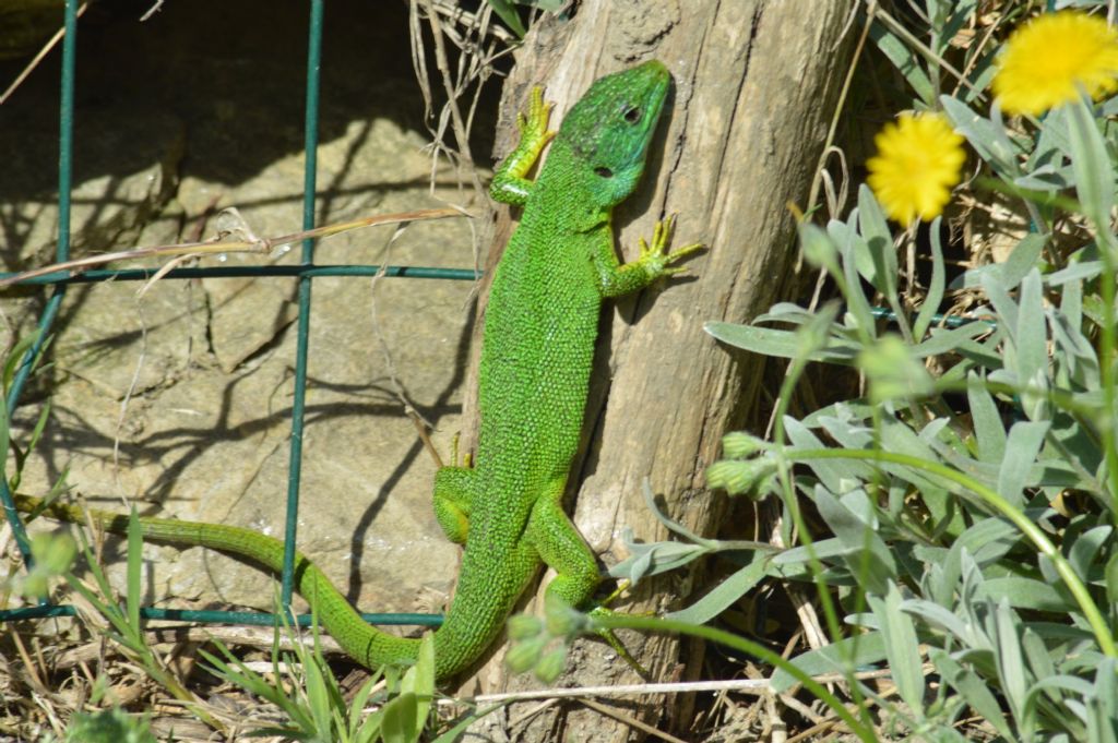 L. bilineata,  femmina?